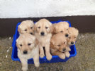regalo cuccioli di golden retriever in pronta consegna