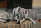 Vendita cane lupo cecoslovacco 