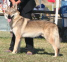 Vendita cane lupo cecoslovacco 