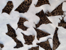 ritagli pelle cavallino leopardato