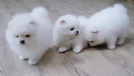 mini toy pomerania cuccioli
