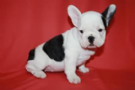 regalo bulldog francese cuccioli per l'adozione