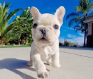 affettuoso bulldog francese cuccioli per l'adozione