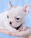 vaccinato bulldog francese cuccioli per l'adozione