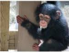 maschio e femmina ben addestrati bambino scimpanzé