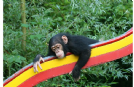 scimpanzé maschio e femmina bambino in adozione