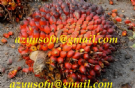 olio di palma, olio di palmisti, oleina di palma grezza e raffinata e altri