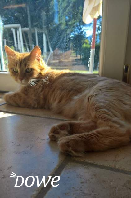 Regalo  splendida gatta rossa 1 anno a pelo lungo da salvare 