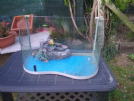  acquario tugaland per tartarughine, con termometro adesivo e vano 