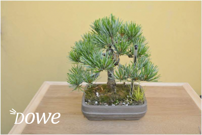 Vendita  bonsai di pino pentafilla shoin 