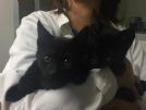  ecate e circe splendide gattine nere 