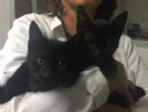 Regalo  ecate e circe splendide gattine nere 
