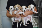  4 cuccioli 