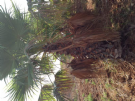 Vendita palme woschigtonia