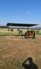 Vendita pensione per cavalli a roma